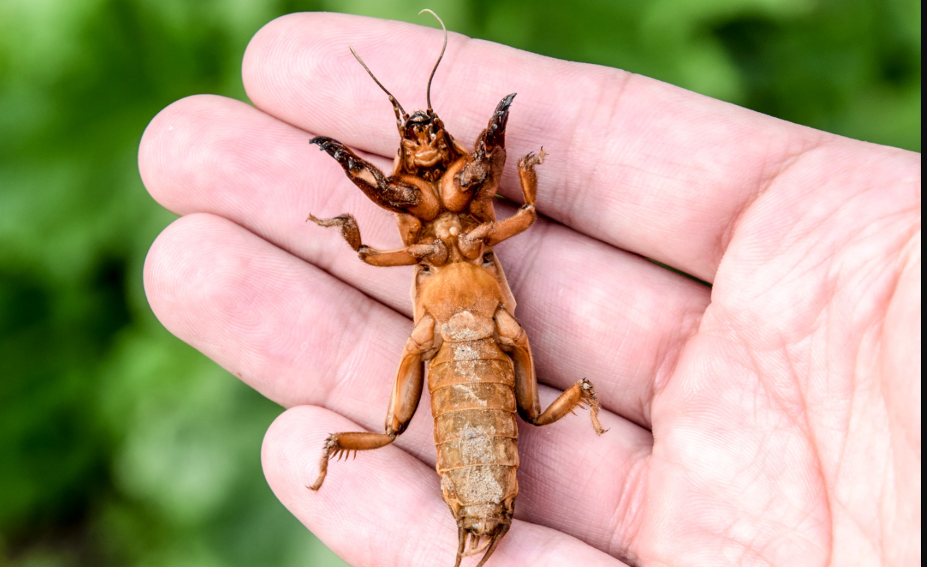 Капустница медведка. Медведки (семейство Gryllotalpidae).. Медведка большая. Обыкновенная медведка на руке.